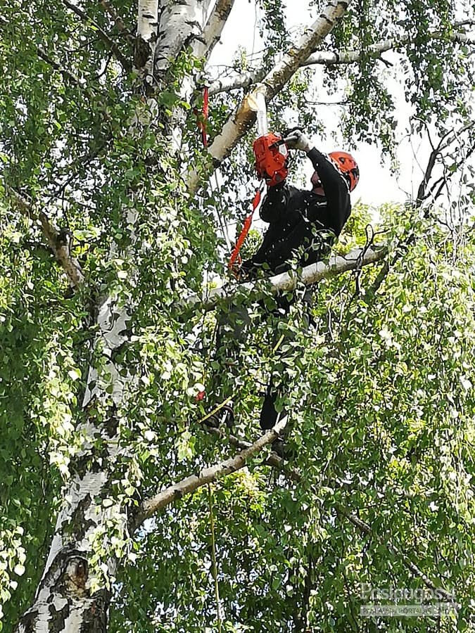 pavojingu medziu pjovimas aplinkos tvarkymas da300 galerija (1)