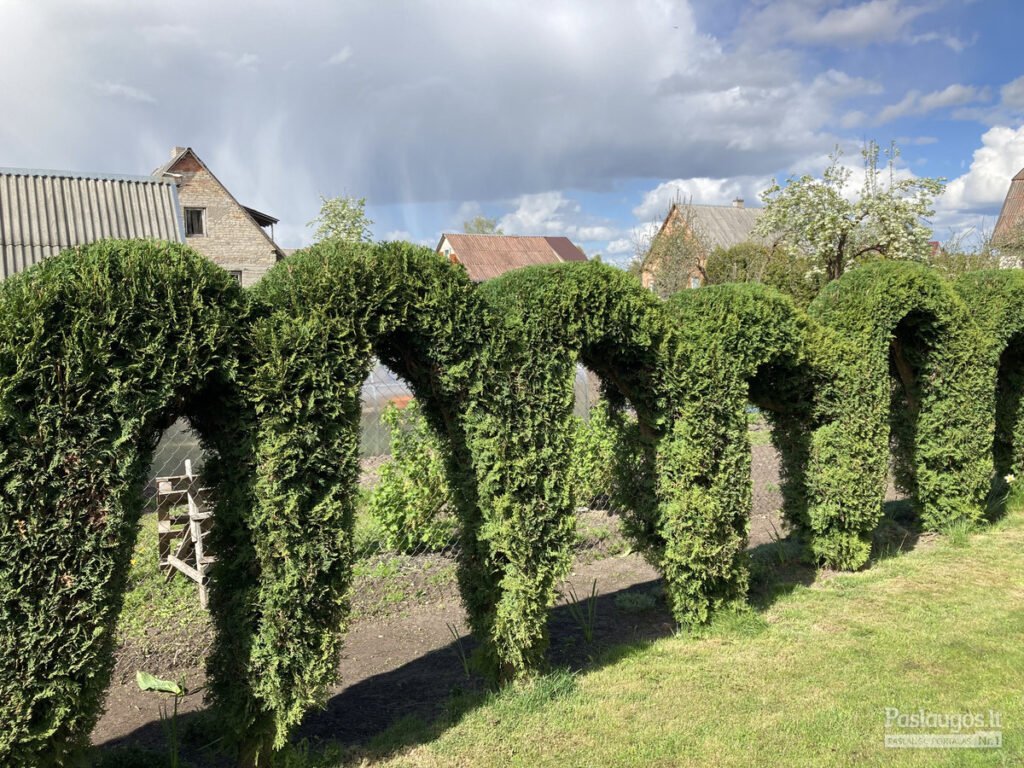 pavojingu medziu pjovimas aplinkos tvarkymas da300 galerija (3)
