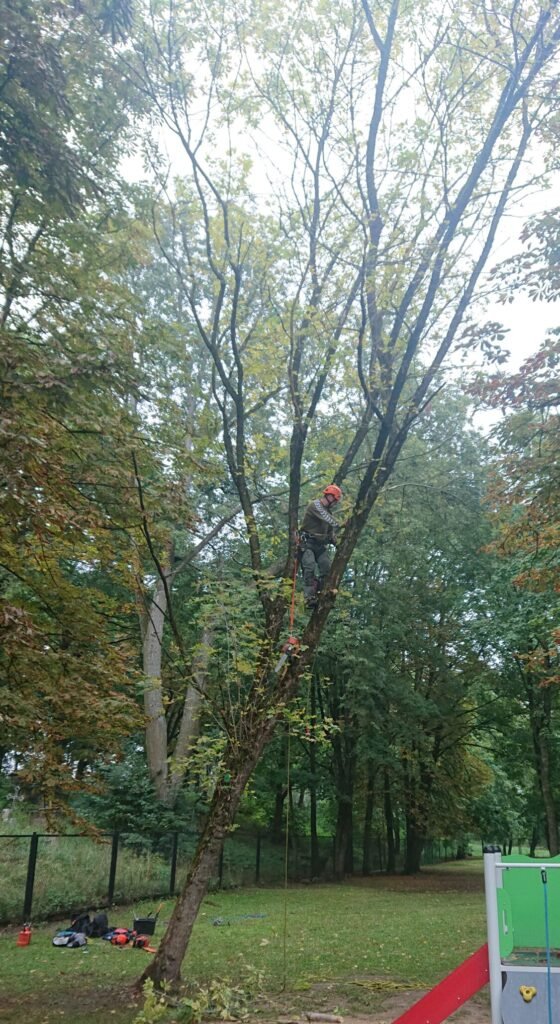 avariniu medziu pjovimas, galima gal foto apkirpti kad aiskiau matytusi